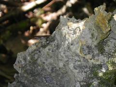 Emoia cyanura