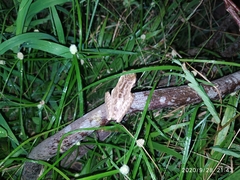 Boana multifasciata