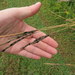 Bluestem Ergot - Photo (c) Jared Gorrell, some rights reserved (CC BY-NC), uploaded by Jared Gorrell