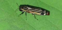 Agrilus catherinae