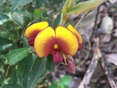 Bossiaea ornata