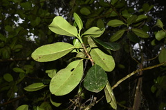 Clusia guatemalensis, photograph (c) Alan Rockefeller, some rights reserved (CC BY)