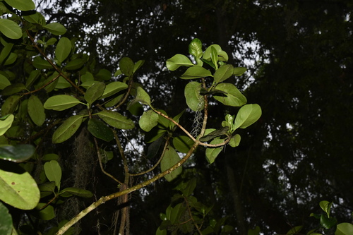 Clusia guatemalensis, photograph 6
