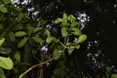 Clusia guatemalensis, photograph (c) Alan Rockefeller, some rights reserved (CC BY)