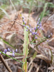 Comesperma volubile