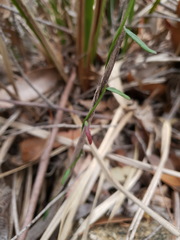 Comesperma volubile