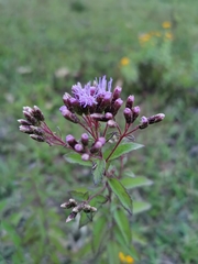 Chromolaena pulchella
