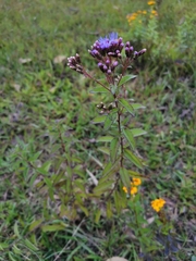 Chromolaena pulchella