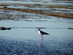 Himantopus himantopus