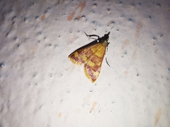 Pyrausta onythesalis