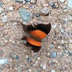 Marpesia furcula