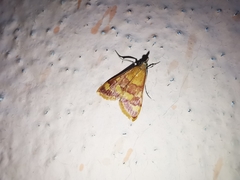 Pyrausta onythesalis