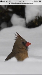 Cardinalis