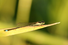 Argentagrion ambiguum