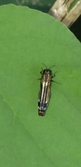Agrilus catherinae