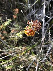 Pultenaea tenuifolia