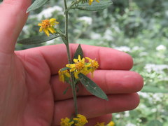 Solidago petiolaris angusta