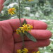 Solidago petiolaris angusta - Photo (c) Jared Gorrell, algunos derechos reservados (CC BY-NC), subido por Jared Gorrell
