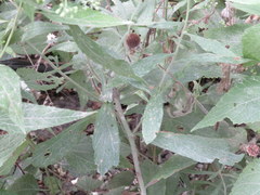 Solidago petiolaris angusta