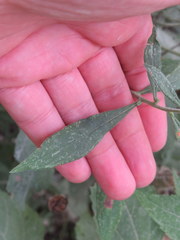 Solidago petiolaris angusta