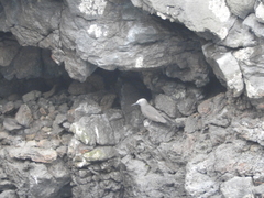 Anous minutus atlanticus