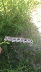 Proserpinus terlooii