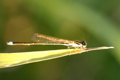 Argentagrion ambiguum