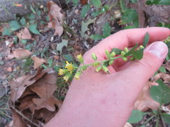 Solidago buckleyi