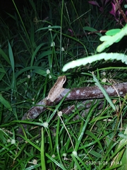 Boana multifasciata