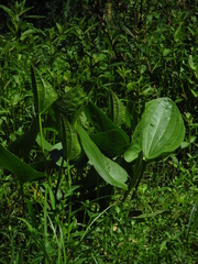 Echinodorus grandiflorus