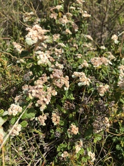 Spyridium parvifolium