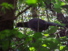 Ortalis squamata