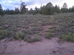 Callospermophilus lateralis