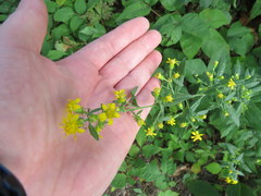 Solidago petiolaris