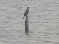 Nannopterum brasilianum