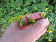 Solidago petiolaris