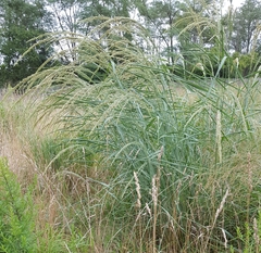 Panicum amarum amarulum