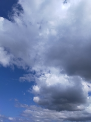 Haliaeetus leucogaster