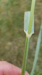 Panicum amarum amarulum