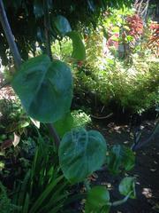 Epipremnum