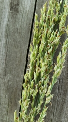 Panicum amarum amarulum