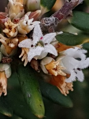 Acrothamnus hookeri