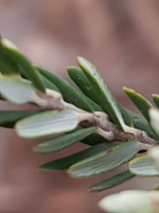 Acrothamnus hookeri