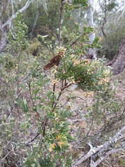 Acrothamnus hookeri