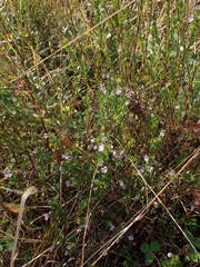Euphrasia hudsoniana