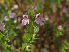 Euphrasia hudsoniana