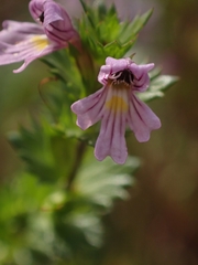 Euphrasia hudsoniana