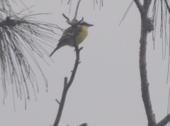 Pitangus sulphuratus