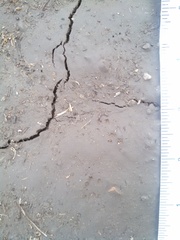 Callospermophilus lateralis