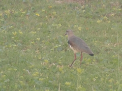 Vanellus chilensis